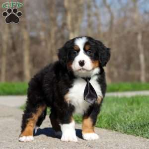 Zeke, Bernese Mountain Dog Puppy
